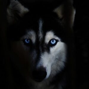 LED-Halsband für Huskys bei Dunkelheit
