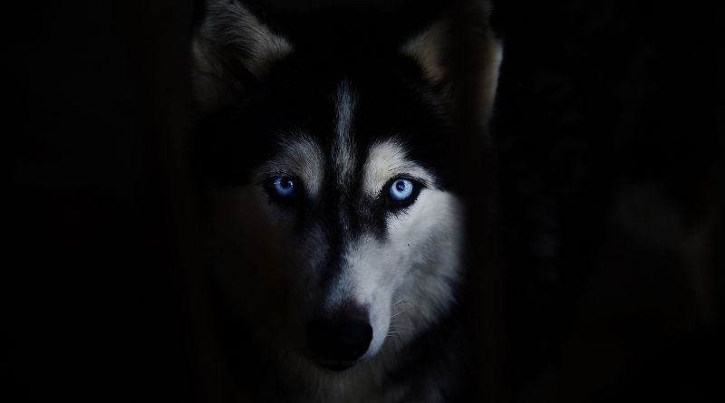 LED-Halsband für Huskys bei Dunkelheit