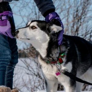 Halsbänder für Huskys
