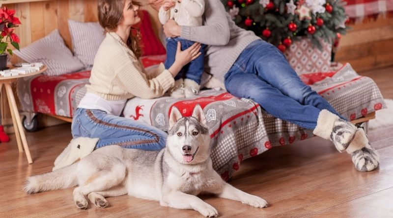 Ist der Husky als Familienhund geeignet? – 5 gute Gründe