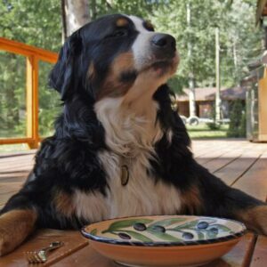 Gutes Futter für deinen Hund – mit diesem Trick erkennst du schlechte Qualität