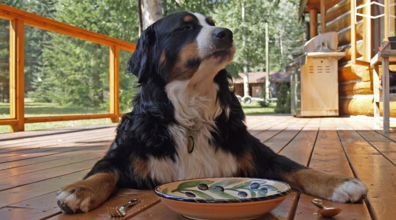 Gutes Futter für deinen Hund – mit diesem Trick erkennst du schlechte Qualität