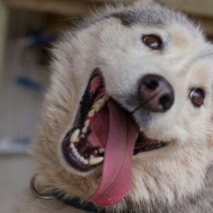 Maulkörbe für Huskys