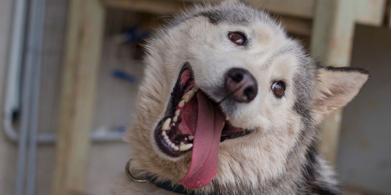 Maulkörbe für Huskys