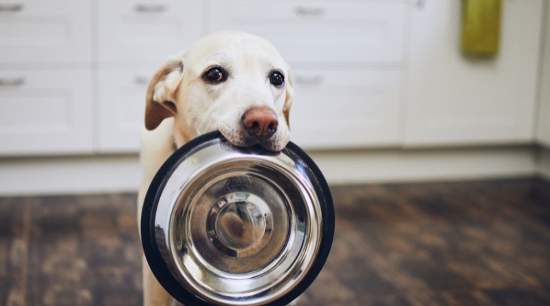 5 Dinge, die nicht in das Futter deines Hundes gehören